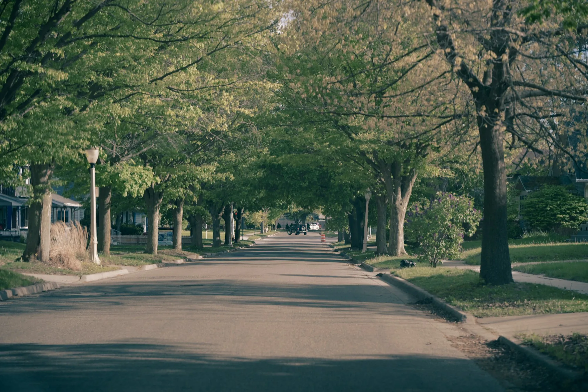 Tree-lined road through a quiet neighborhood